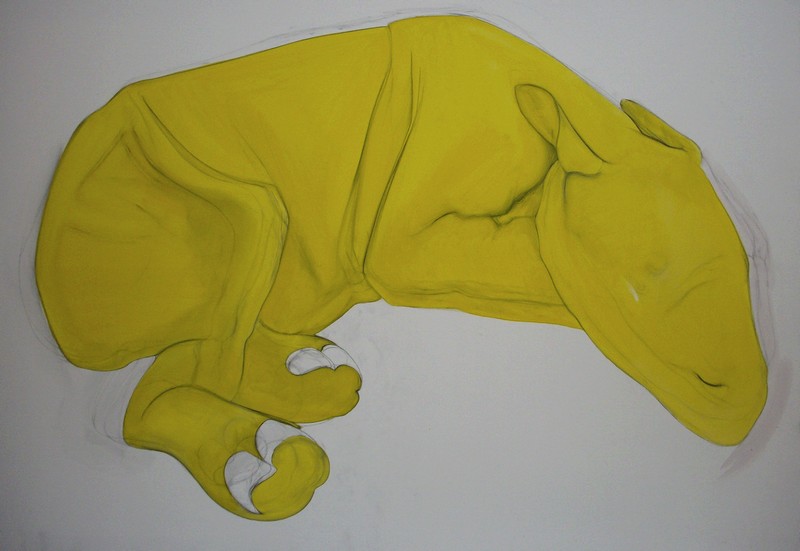 rhinos jaune esquisse